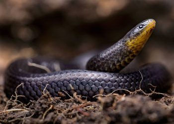 Tres nuevas especies de serpientes se ocultaban en cementerios e iglesias de Ecuador