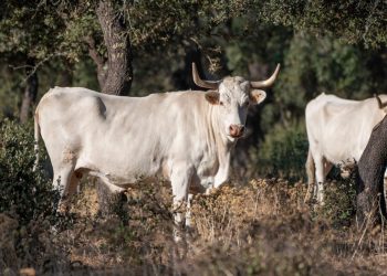 Organizaciones ecologistas estudian el pastoreo como aliado del bosque frente al cambio climático