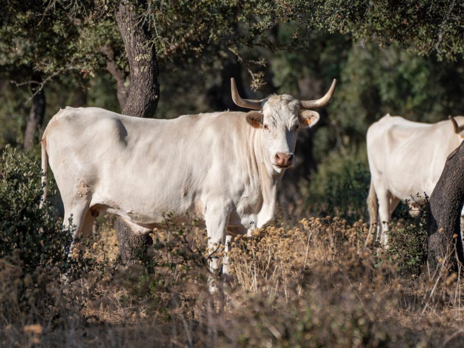 Organizaciones ecologistas estudian el pastoreo como aliado del bosque frente al cambio climático