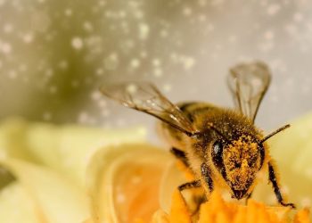 Victoria ciudadana: Europa está más cerca de salvar a las abejas