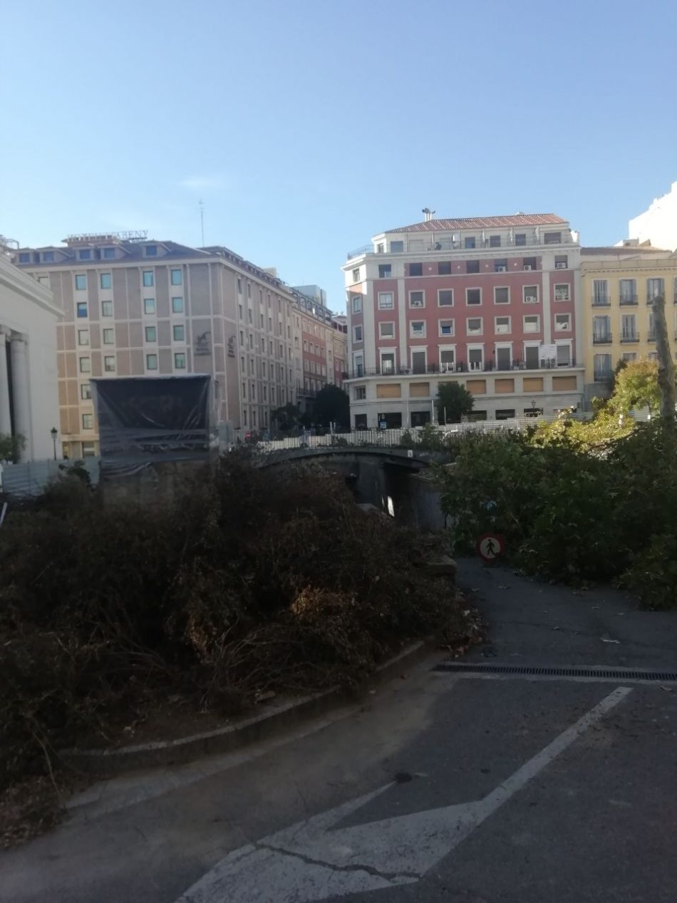 Denuncian talas de arbolado y maltrato a la vegetación urbana de Madrid