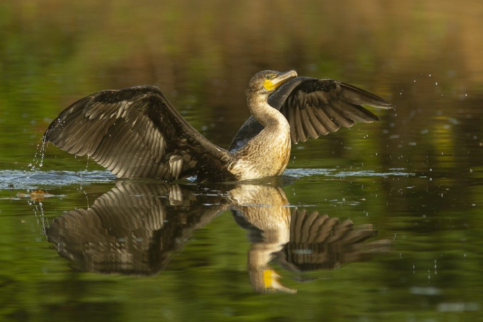 ONG ambientales exigen al Gobierno asturiano acabar con la matanza de cormoranes