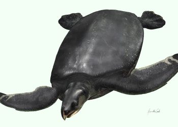Descubiertos los restos de la gigantesca y enigmática ‘tortuga leviatán’ en los Pirineos