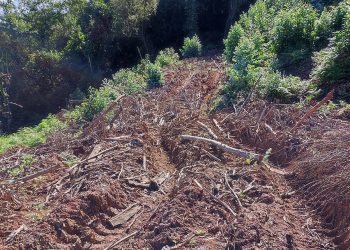 Solicitamos que se paralicen las plantaciones con monocultivos de eucaliptos y se apueste por una mayor diversificación del monte