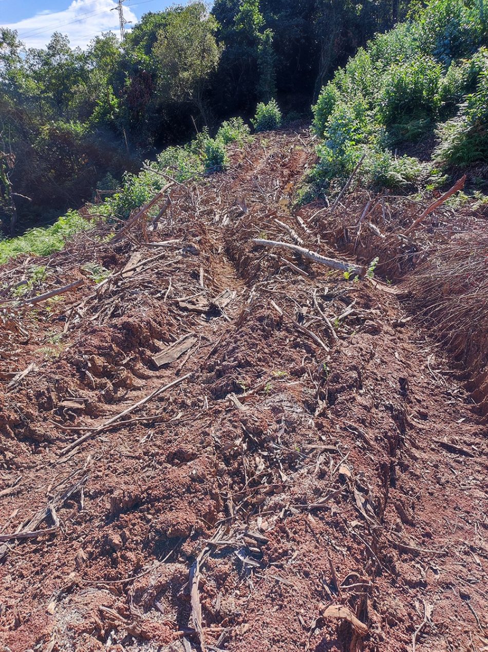 Solicitamos que se paralicen las plantaciones con monocultivos de eucaliptos y se apueste por una mayor diversificación del monte