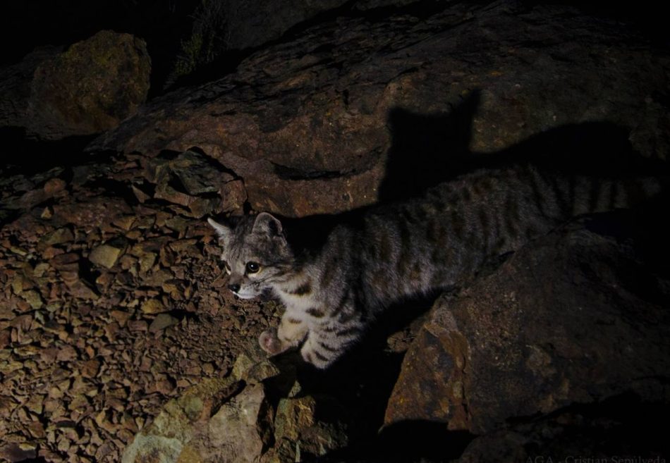 El gato ‘fantasma’ de los Andes que los científicos tratan de proteger