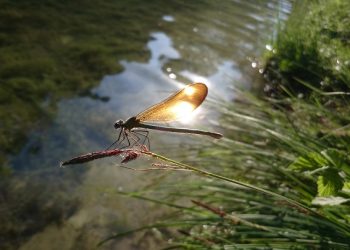 Las organizaciones ecologistas critican la falta de ambición del Plan Estratégico de Patrimonio Natural y Biodiversidad 