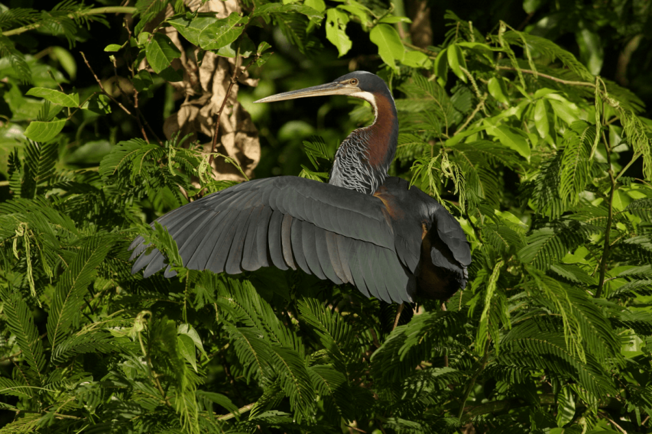 Las aves más singulares corren mayor riesgo de extinción