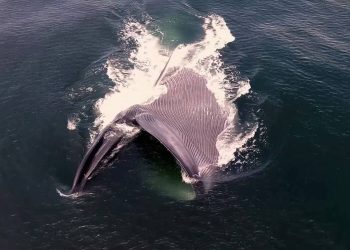 Las ballenas ingieren millones de microplásticos al día