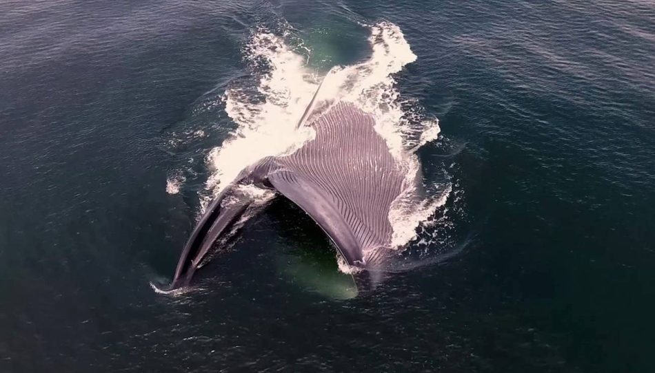 Las ballenas ingieren millones de microplásticos al día