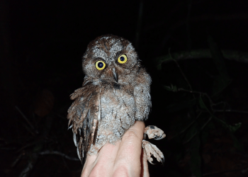 Un nuevo búho para la ciencia en los bosques tropicales de isla de Príncipe