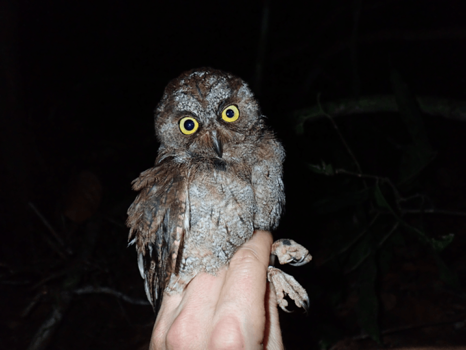 Un nuevo búho para la ciencia en los bosques tropicales de isla de Príncipe