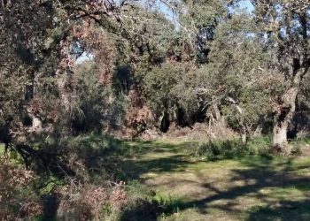 Denuncian la degradación del encinar de San Pedro en la Casa de Campo