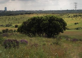 Una sentencia anula 8.600 viviendas en Los Carriles junto al monte protegido Valdelatas (Alcobendas, Madrid)