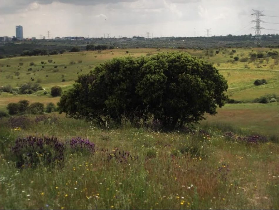 Una sentencia anula 8.600 viviendas en Los Carriles junto al monte protegido Valdelatas (Alcobendas, Madrid)