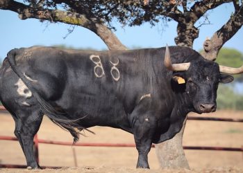 Encuentran muerto en los corrales, al día siguiente del espectáculo, a “Manjar” el animal designado como «toro de la Vega» 2022