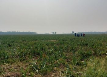 INRA: El 90% de las tierras rurales en Bolivia tienen seguridad jurídica