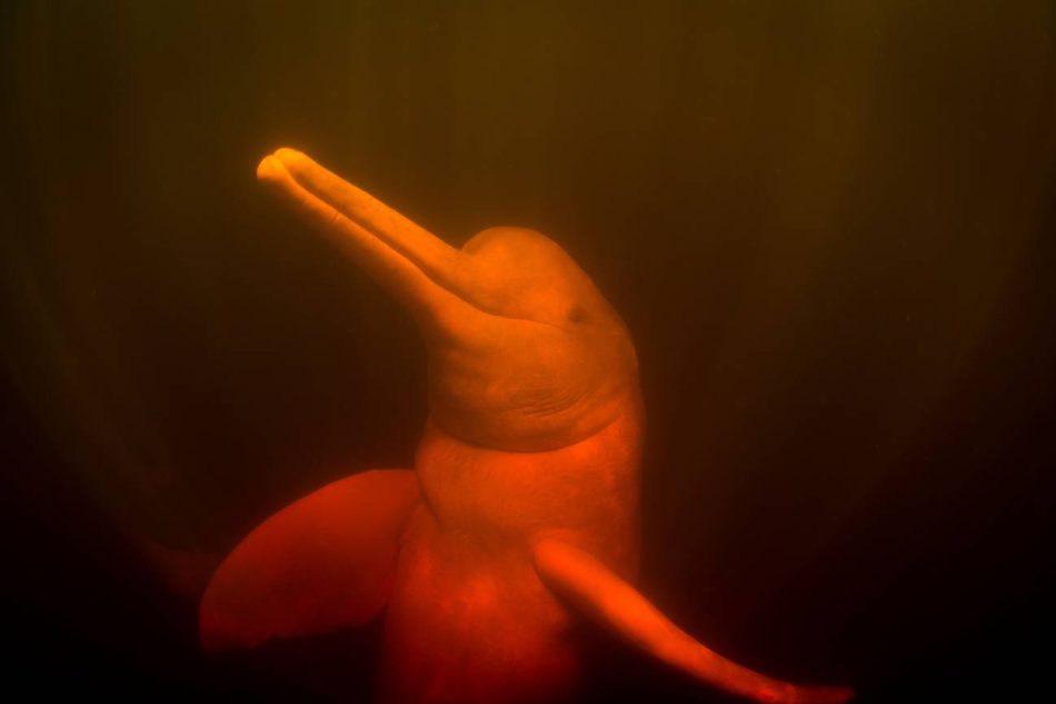 Descubierto un nuevo tipo de bacteria en los delfines rosas de la Amazonia brasileña