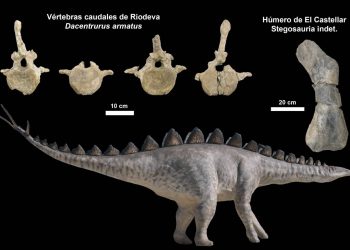 En el este de la Península vivían numerosos estegosaurios durante el Jurásico