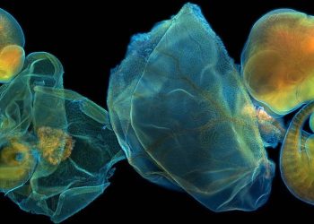 Fotomicrografía: arte y ciencia para revelar la belleza oculta de lo pequeño