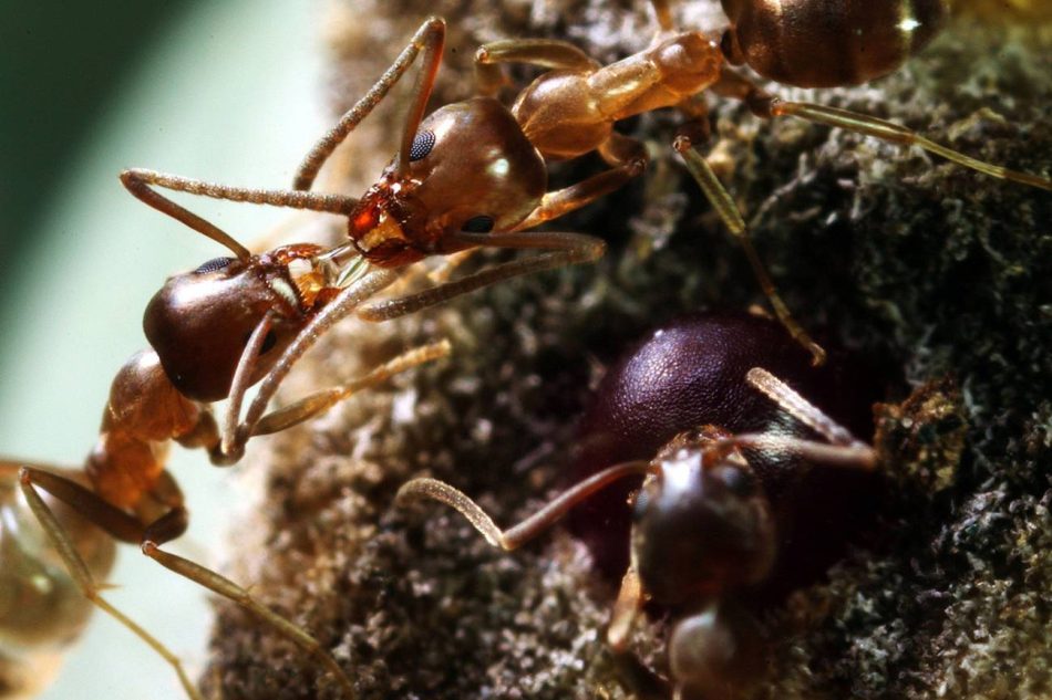 Las hormigas argentinas son precavidas incluso cuando están hambrientas