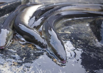 Alianza Verde pide al ministro Luis Planas que se alinee con el criterio de la ciencia de “captura cero” para garantizar la recuperación de la anguila