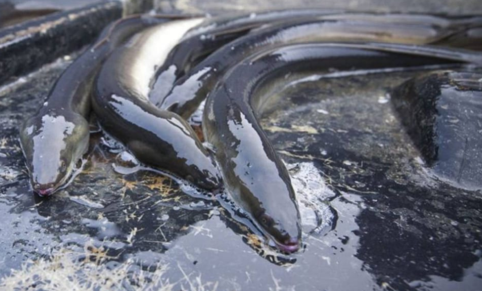 Alianza Verde pide al ministro Luis Planas que se alinee con el criterio de la ciencia de “captura cero” para garantizar la recuperación de la anguila