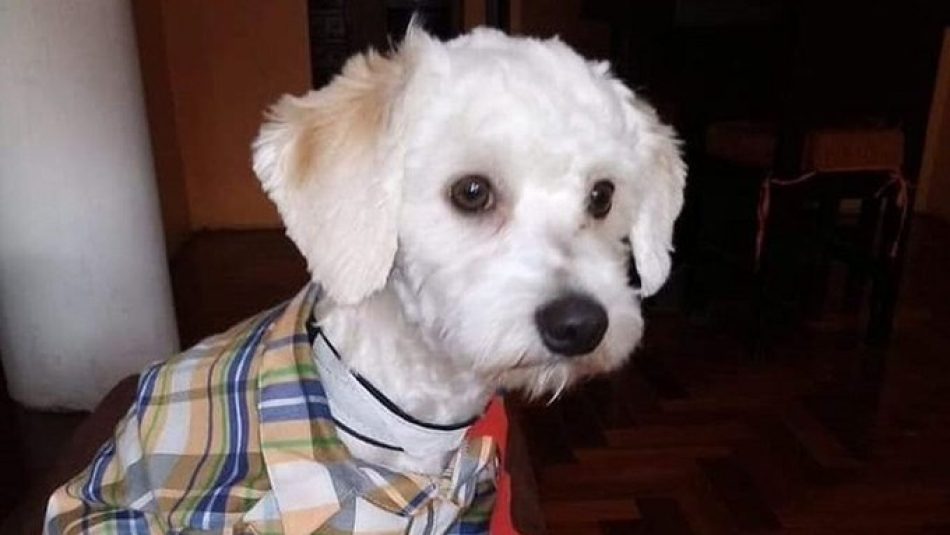 El perro Luno es finalmente deportado a Ecuador