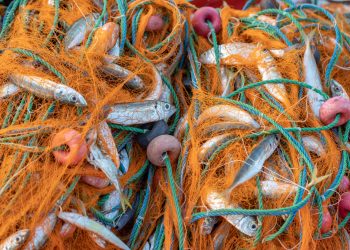 Votación de la Ley de Pesca: última oportunidad para apostar por una pesca sostenible y socialmente justa