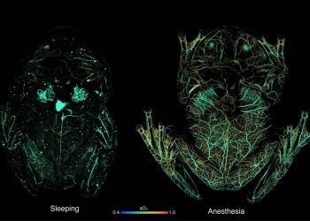 Las ranas de cristal ‘esconden’ sangre en el hígado mientras duermen