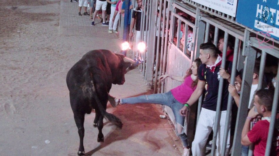 2022, el año más mortal por festejos taurinos de la historia de España