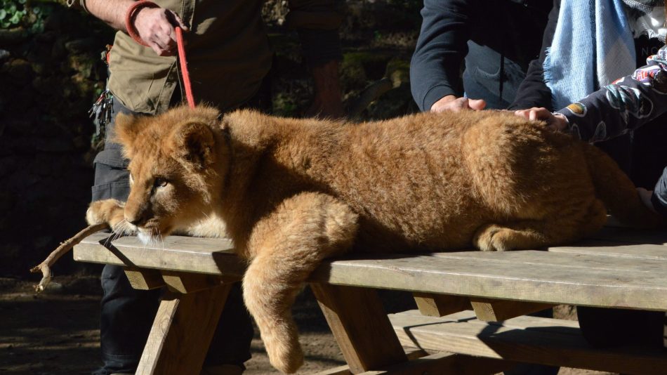 La Coalición Infozoos pide a la Junta de Andalucía una correcta aplicación de la Ley de Zoos