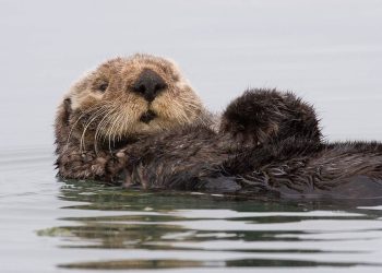 A falta de un ciervo, buenas son las nutrias, según los lobos de Alaska