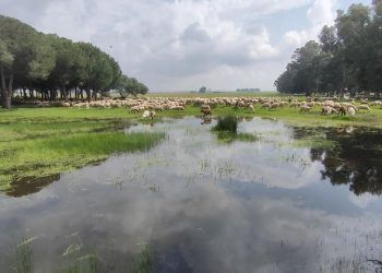 Se crea una Plataforma Ciudadana para proteger las zonas verdes y salvaguardar los entornos singulares en el Distrito Este de Sevilla