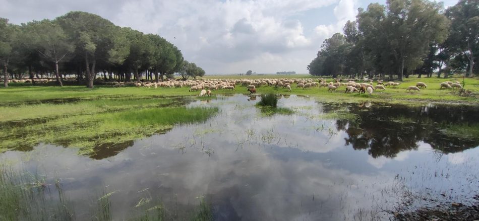 Se crea una Plataforma Ciudadana para proteger las zonas verdes y salvaguardar los entornos singulares en el Distrito Este de Sevilla