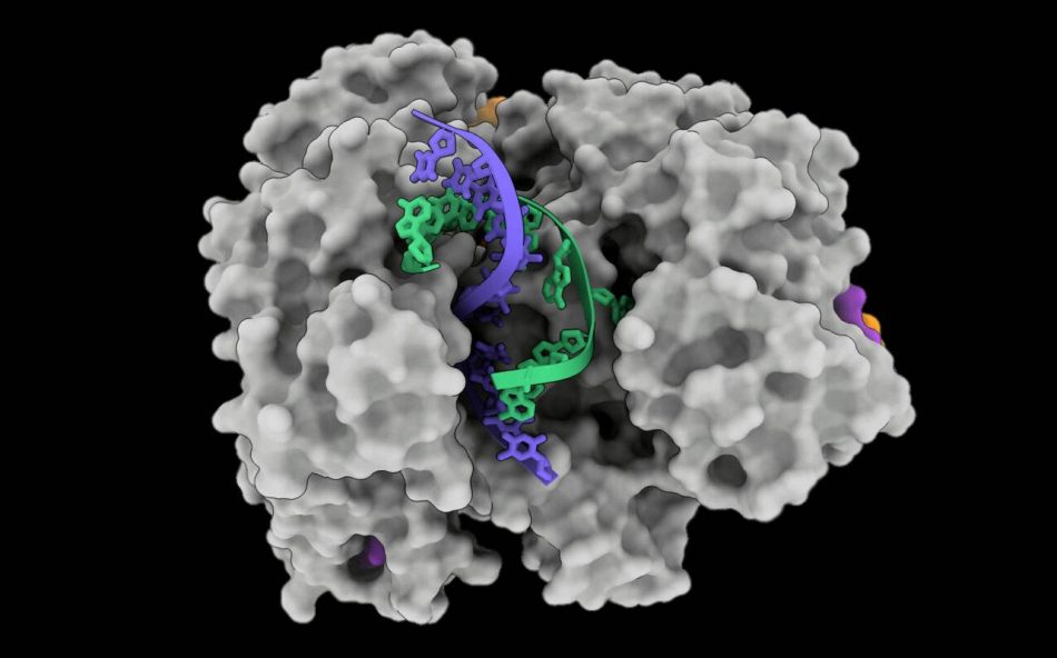 Descubierto un nuevo sistema CRISPR autodestructor