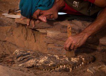 Descubren en Egipto una tumba con diez momias de cocodrilo