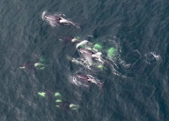 Encuentran restos tóxicos de papel higiénico y ‘químicos eternos’ en las orcas