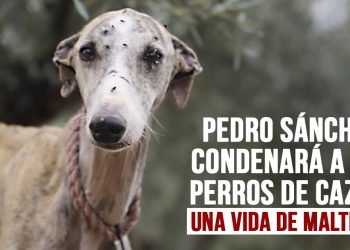 PACMA, tras la publicación del texto final de la Ley de Protección Animal: “debe ser retirada por excluir a más animales de los que incluye”