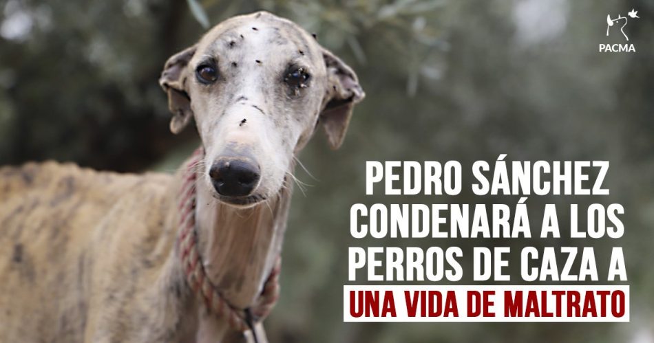 PACMA, tras la publicación del texto final de la Ley de Protección Animal: “debe ser retirada por excluir a más animales de los que incluye”