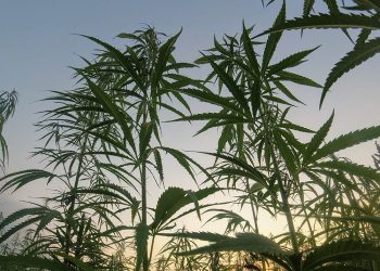 Unidas Podemos, ERC y EH Bildu piden regular el cannabis no psicoactivo para ofrecer seguridad jurídica a los agricultores