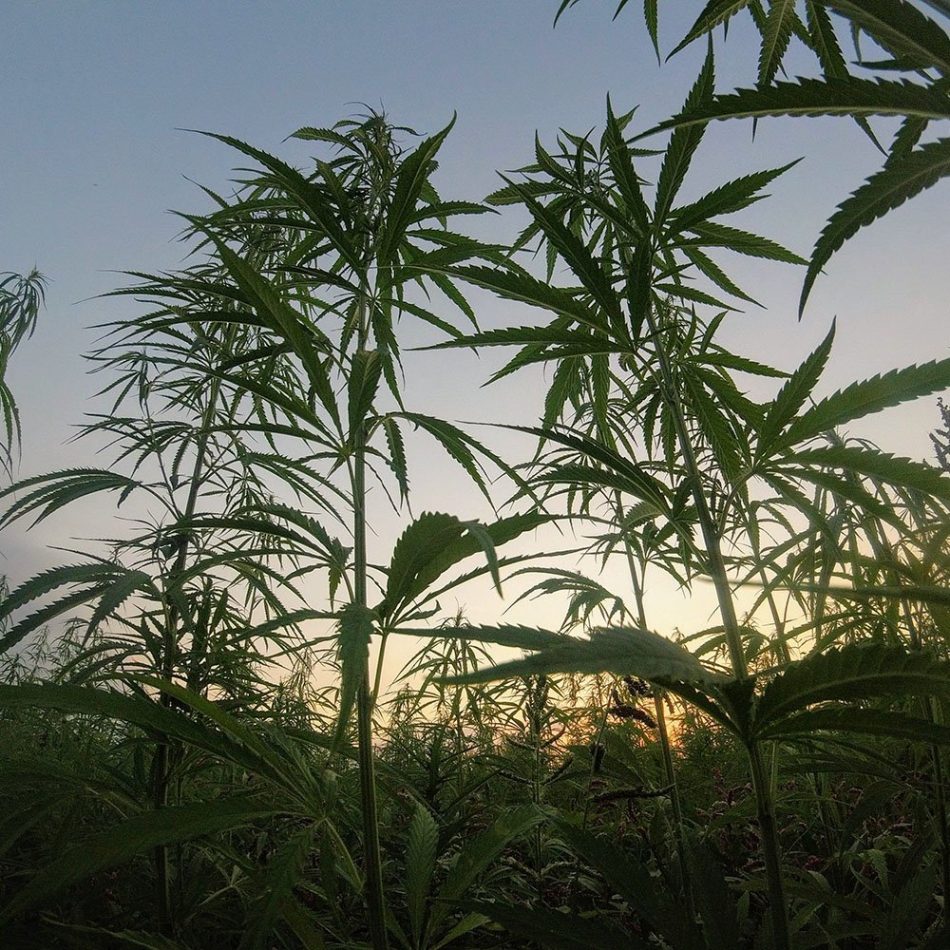 Unidas Podemos, ERC y EH Bildu piden regular el cannabis no psicoactivo para ofrecer seguridad jurídica a los agricultores