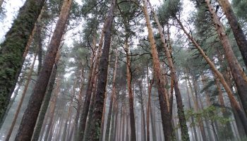 Los bosques mediterráneos, cada vez más vulnerables al cambio climático
