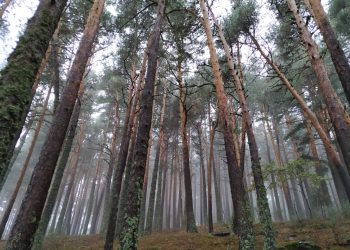 Los bosques mediterráneos, cada vez más vulnerables al cambio climático