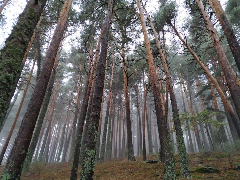 Los bosques mediterráneos, cada vez más vulnerables al cambio climático