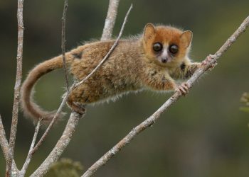 Madagascar: 23 millones de años de evolución en peligro