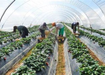 Luis Planas subraya la importancia de las cooperativas en la producción de alimentos y la vertebración social del medio rural