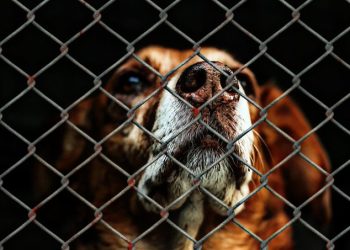 PACMA solicita la retirada del Proyecto de modificación del Código Penal