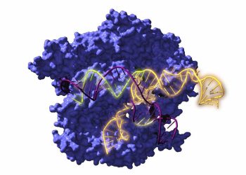 Resucitan ancestros de las tijeras genéticas CRISPR de hace 2.600 millones de años