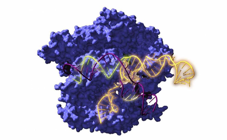 Resucitan ancestros de las tijeras genéticas CRISPR de hace 2.600 millones de años